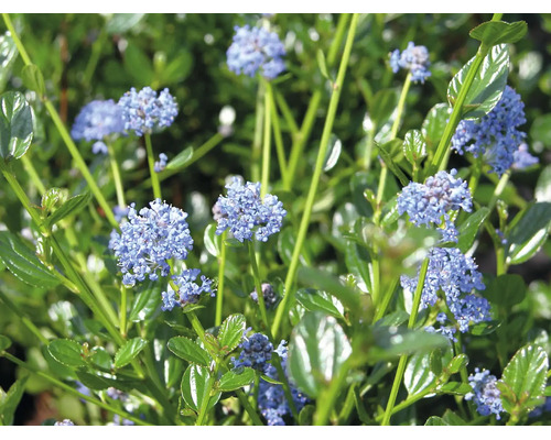 Ceanothus med blå blommor och glänsande gröna blad.