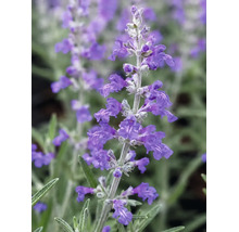 Närbild på en rysk salvia med små lila blommor på en silvergrå stjälk och smala gröna blad.
