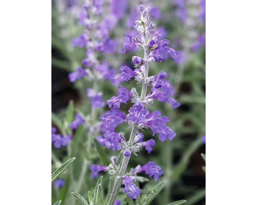 Närbild på en rysk salvia med små lila blommor på en silvergrå stjälk och smala gröna blad.