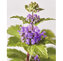Skäggbuske Caryopteris x clandonensis med lila blommor och gröna tandade blad.