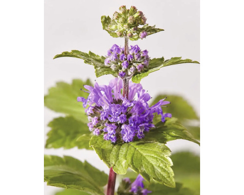 Skäggbuske Caryopteris x clandonensis med lila blommor och gröna tandade blad.