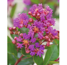 Närbild på Lagerstroemia-blommor med krusiga lila kronblad och röda knoppar bland gröna blad.