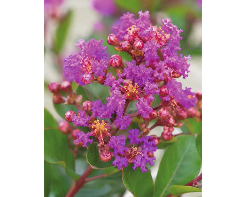 Närbild på Lagerstroemia-blommor med krusiga lila kronblad och röda knoppar bland gröna blad.
