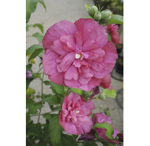 Dubbelblommande rosa hibiskus med gröna blad och knoppar.