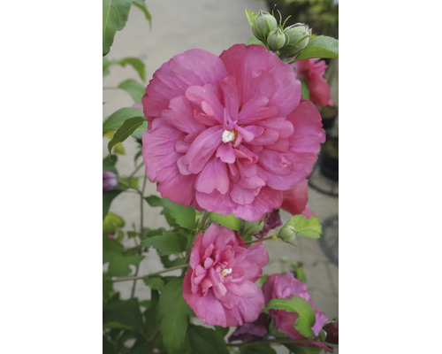 Dubbelblommande rosa hibiskus med gröna blad och knoppar.