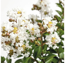 Lagerstroemia Indica med vita blommor och gröna blad.