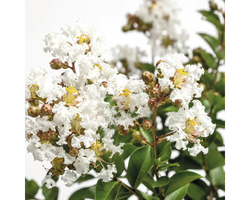 Lagerstroemia Indica med vita blommor och gröna blad.