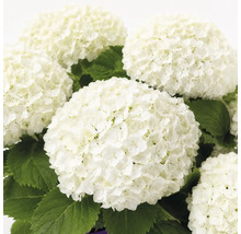 Vit hortensia med stora runda blomställningar och gröna blad.
