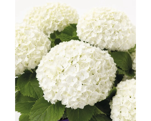 Vit hortensia med stora runda blomställningar och gröna blad.
