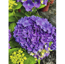 Närbild av en blommande lila hortensia med gröna blad.