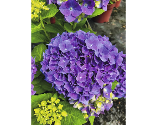 Närbild av en blommande lila hortensia med gröna blad.