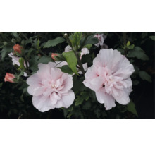 Frilandshibiskus Hibiscus syriacus med fyllda ljusrosa blommor och gröna blad.