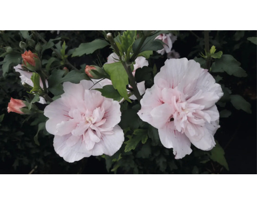 Frilandshibiskus Hibiscus syriacus med fyllda ljusrosa blommor och gröna blad.