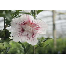 Närbild på en Hibiscus syriacus-blomma med vita kronblad och röda ränder, fyllt centrum och gröna blad.