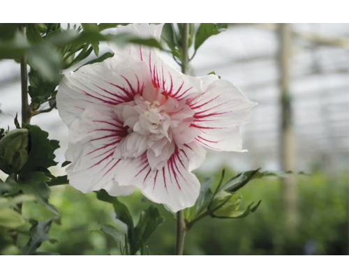 Närbild på en Hibiscus syriacus-blomma med vita kronblad och röda ränder, fyllt centrum och gröna blad.