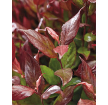 Närbild av en glansmispel med rödaktiga och gröna blad.