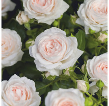 Närbild på blommande rosor med ljusrosa och vita kronblad samt gröna blad.