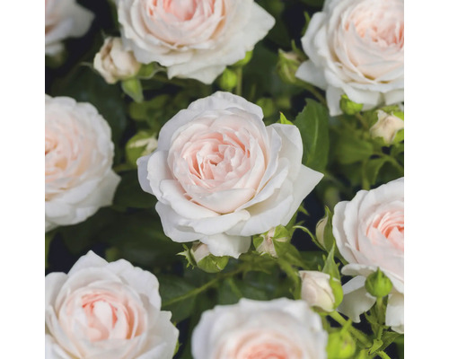 Närbild på blommande rosor med ljusrosa och vita kronblad samt gröna blad.
