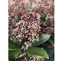 Skimmia japonica med vita blommor och rosa knoppar, mörkgröna blad, trädgårdsväxt