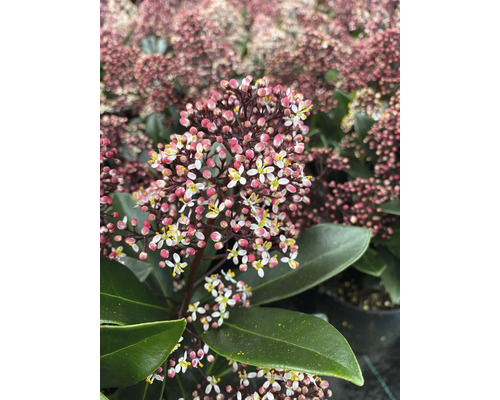 Skimmia japonica med vita blommor och rosa knoppar, mörkgröna blad, trädgårdsväxt