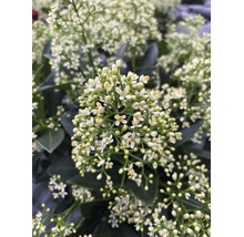 Japansk skimmia med små vita blommor och mörkgröna blad.