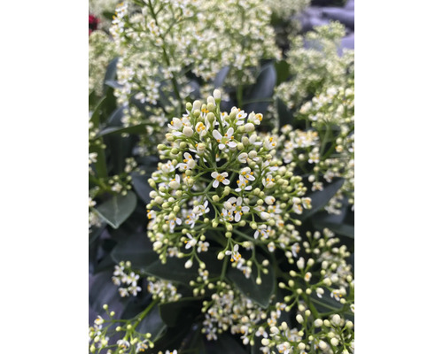 Japansk skimmia med små vita blommor och mörkgröna blad.