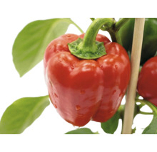 Mogen röd paprika på plantan med gröna blad och en stödpinne av trä.