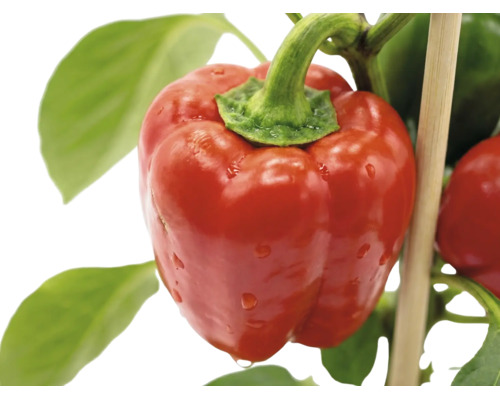 Mogen röd paprika på plantan med gröna blad och en stödpinne av trä.