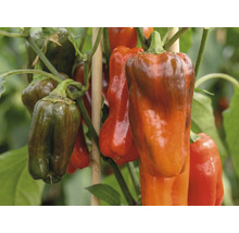 Paprikor på en planta med trästöd.