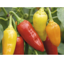 Chilifrukter i olika mognadsstadier på plantan.