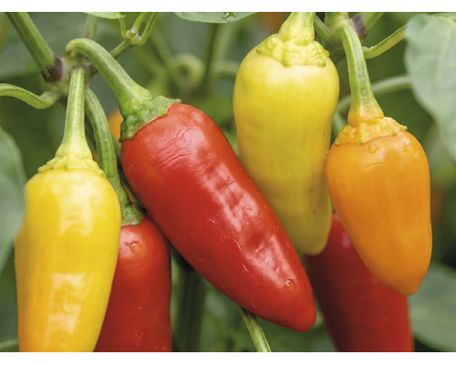 Chilifrukter i olika mognadsstadier på plantan.