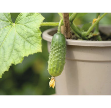 Liten, taggig gurka med blomma på en planta i kruka med stödpinne.