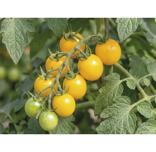 Gula körsbärstomater på en klase på en tomatplanta med gröna blad.