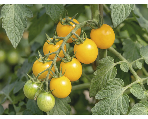 Gula körsbärstomater på en klase på en tomatplanta med gröna blad.