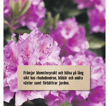 Närbild på rhododendronblommor med text om främjande av blomsterprakt, hälsa och jordförbättring.