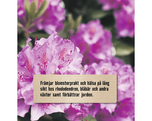 Närbild på rhododendronblommor med text om främjande av blomsterprakt, hälsa och jordförbättring.