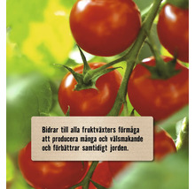 Röda körsbärstomater på plantan med information om att främja skörd och jordkvalitet.