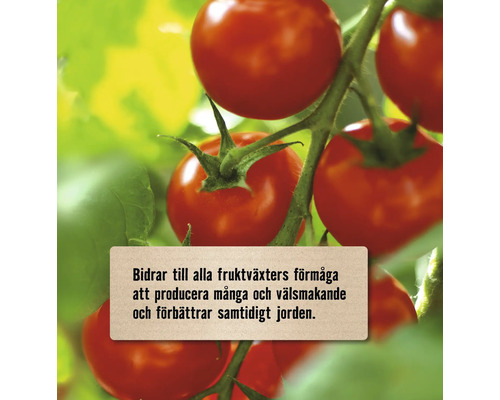 Röda körsbärstomater på plantan med information om att främja skörd och jordkvalitet.
