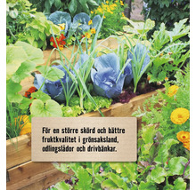 Frodig köksträdgård i odlingslådor av trä med rödkål och blommor för en större skörd och bättre fruktkvalitet.