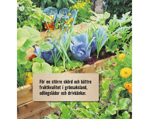 Frodig köksträdgård i odlingslådor av trä med rödkål och blommor för en större skörd och bättre fruktkvalitet.