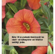 Närbild på en blommande växt för rabatt och balkong med text om förbättrad jord och prunkande blomsterprakt.