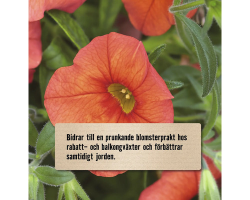 Närbild på en blommande växt för rabatt och balkong med text om förbättrad jord och prunkande blomsterprakt.