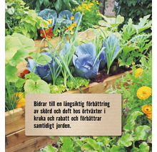 En odlingskrage i trä fylld med kål, sallad, örter och gula blommor. Texten beskriver förbättrad skörd, doft och jordkvalitet.