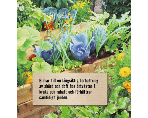 En odlingskrage i trä fylld med kål, sallad, örter och gula blommor. Texten beskriver förbättrad skörd, doft och jordkvalitet.
