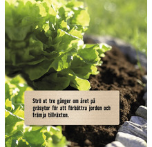 Sallad som växer i jord för att illustrera jordförbättring och tillväxtfrämjande.