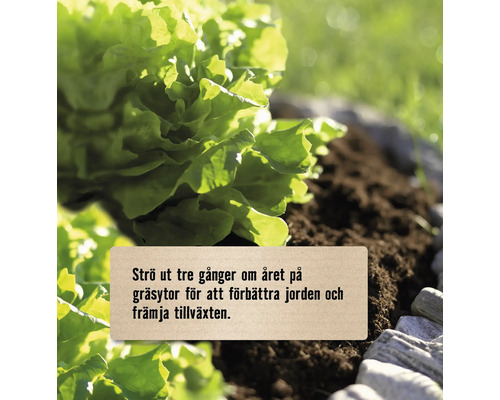Sallad som växer i jord för att illustrera jordförbättring och tillväxtfrämjande.