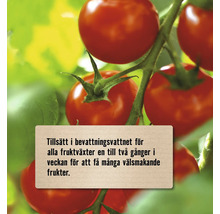 Närbild på tomater på plantan med instruktionen att tillsätta i bevattningsvattnet en till två gånger i veckan för välsmakande frukter.