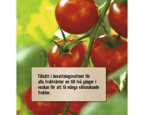 Närbild på tomater på plantan med instruktionen att tillsätta i bevattningsvattnet en till två gånger i veckan för välsmakande frukter.