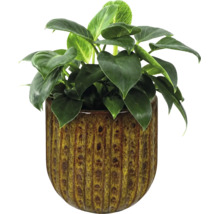 Philodendron Birkin krukväxt i en strukturerad, glaserad keramikytterkruka.