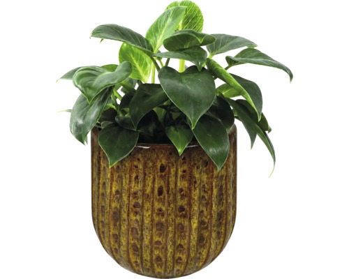 Philodendron Birkin krukväxt i en strukturerad, glaserad keramikytterkruka.